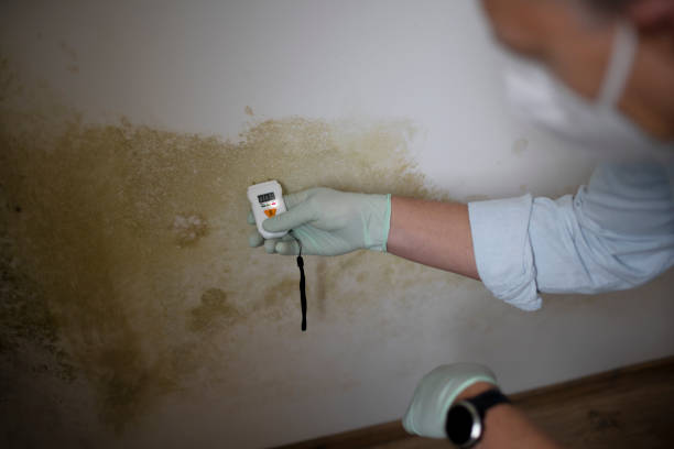 Why You Should Choose Our Mold Remediation Services in Bayside Gardens, OR